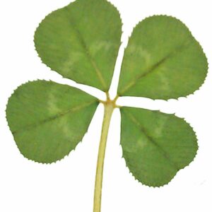 Luck Trader Echtes 4-blättriges Glückbringer-Kleeblatt - Traditionell, Grün, Klein, Pflanze, Cellulose, 1 Stück, Glücksb