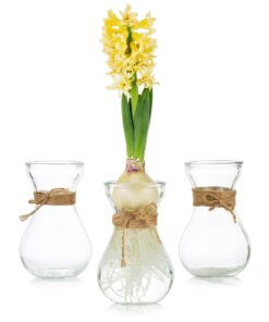 Glasseam Set mit 3 klaren Glasvasen zum Zwingen von Hyazinthen-Zwiebeln