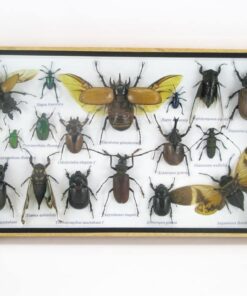 Riesige Exotische Käfer im XL 3D Schaukasten - Taxidermie für Kinder - Holzschaukel mit Insekten und Krabbler (XL18) G