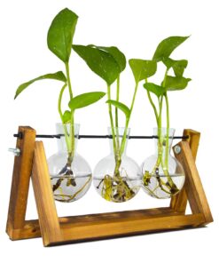 Hydroponische Ableger Station Glas mit Holzständer (3 Bulb Vase) – Deko für Büro, Esstisch & Interieur