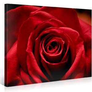 PICANOVA - Stunning Red Rose – Premium Leinwanddruck Für Schlaf- Und Wohnzimmer – Modernes Kunstdekoration Auf Dauerbest