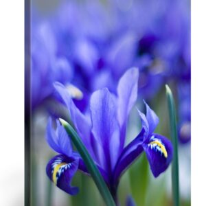 PICANOVA Blue Crocus Field - Premium Leinwanddruck - Wohnzimmerdekoration