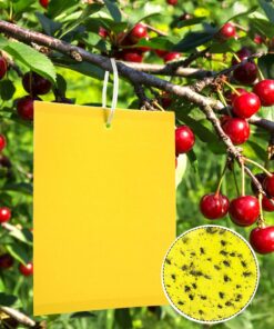 50 Gelbtafeln für Trauermücken, Premium Fliegenfalle 20cmx15cm, Kirschfruchtfliegen Bekämpfen | Premium Gelbsticker Fli