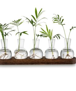 Glasseam Hydrokultur Vase Propagation Station mit Holztablett, Desktop Deko für Büro Wohnzimmer